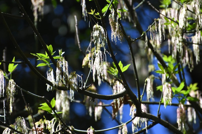 Acer negundo subsp. mexicanum photo 4