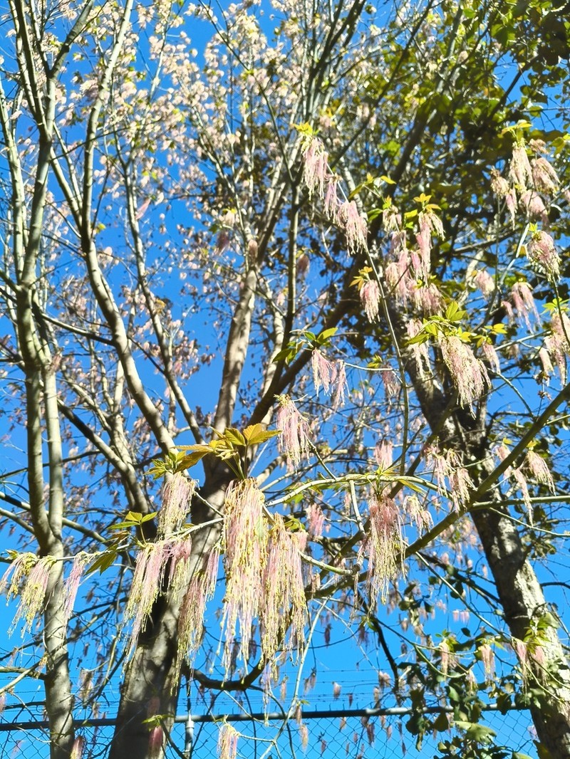 Acer negundo subsp. mexicanum photo 5