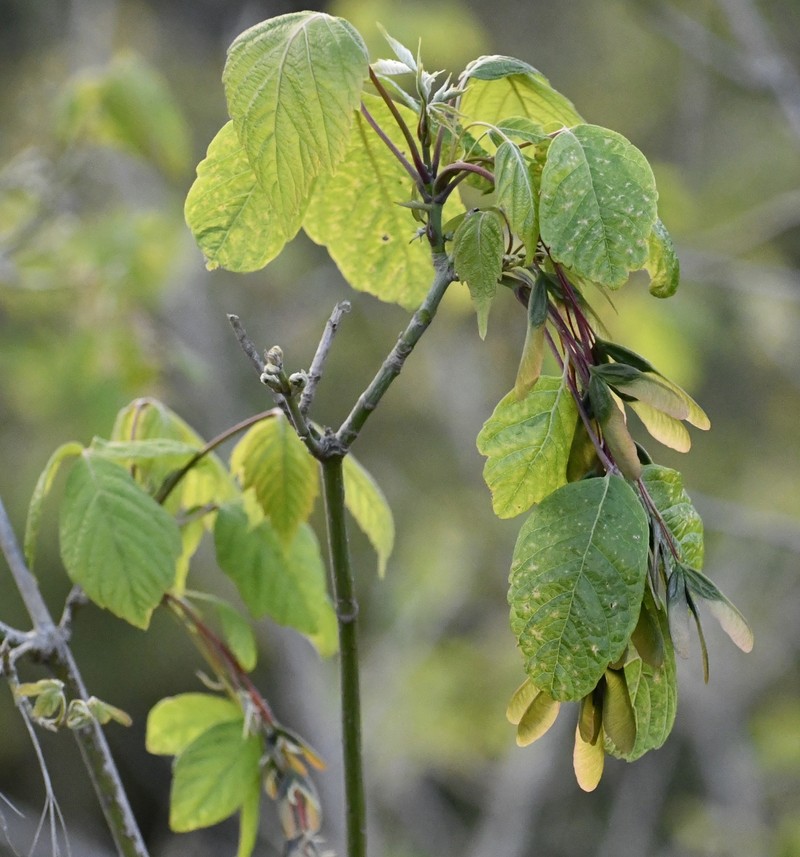 Acer negundo subsp. mexicanum photo 6