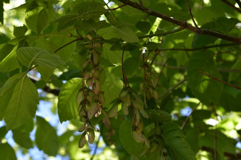 Acer negundo subsp. mexicanum photo 7