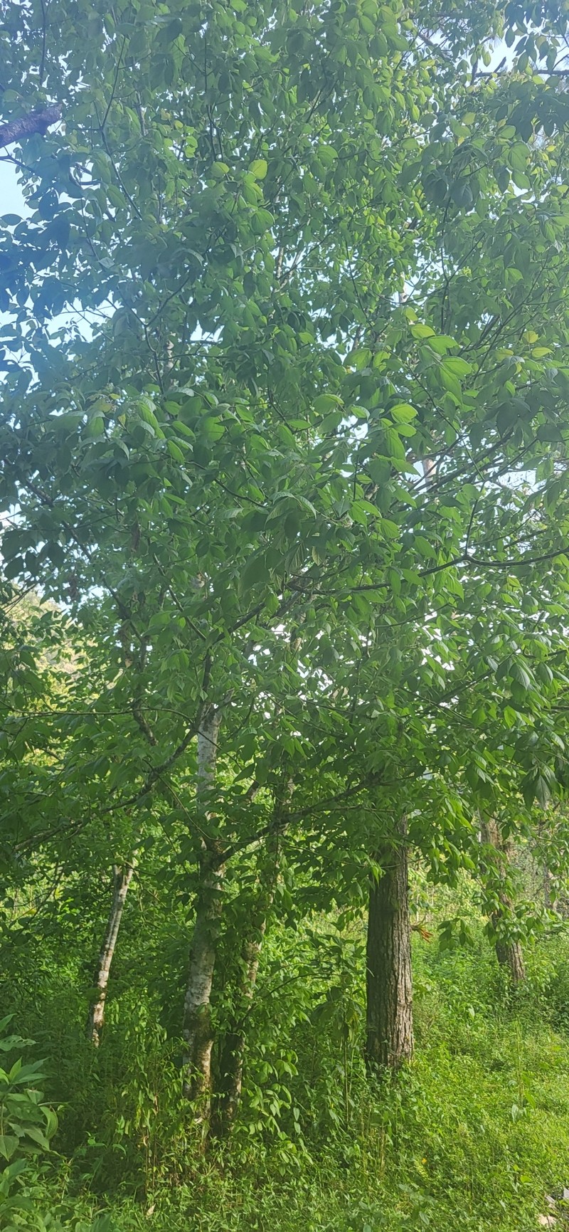 Acer negundo subsp. mexicanum photo 8