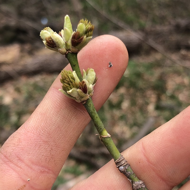 Acer negundo subsp. negundo