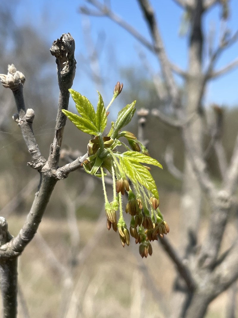 Acer negundo subsp. negundo photo 2