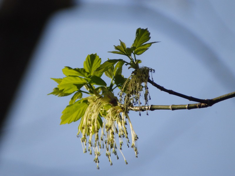 Acer negundo subsp. negundo photo 3