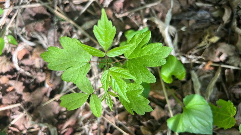 Acer negundo subsp. negundo photo 4