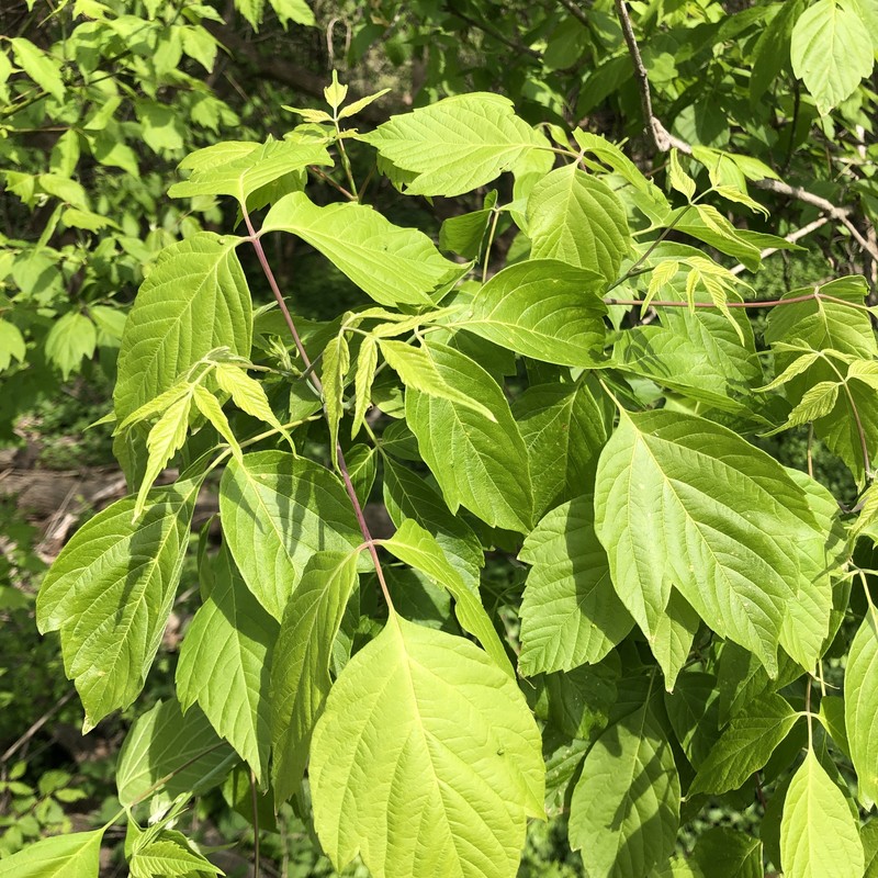 Acer negundo subsp. negundo photo 5