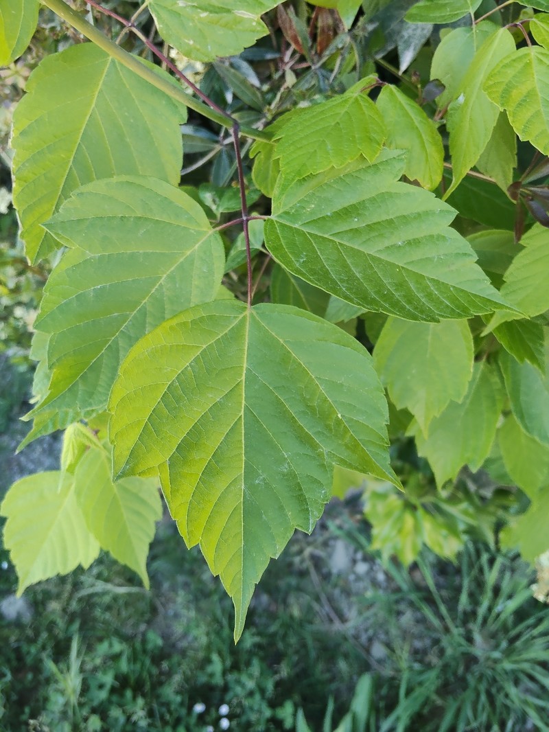 Acer negundo subsp. negundo photo 6