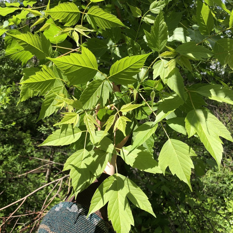 Acer negundo subsp. negundo photo 8