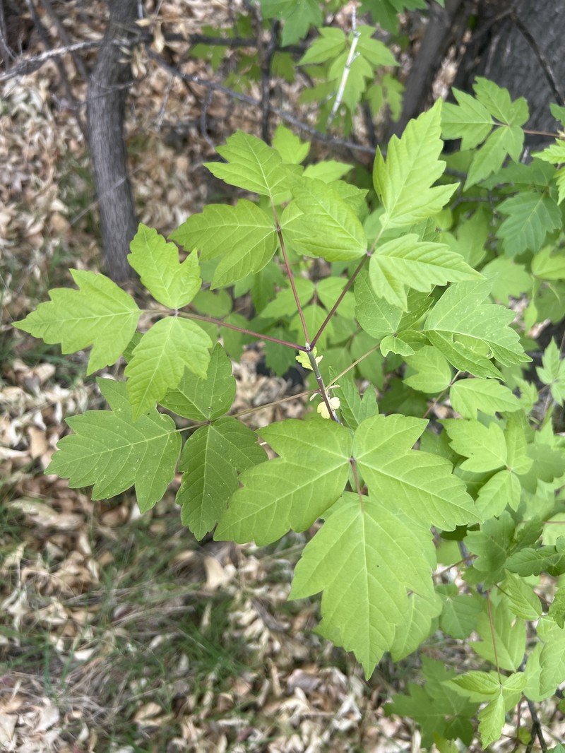 Acer negundo var. arizonicum