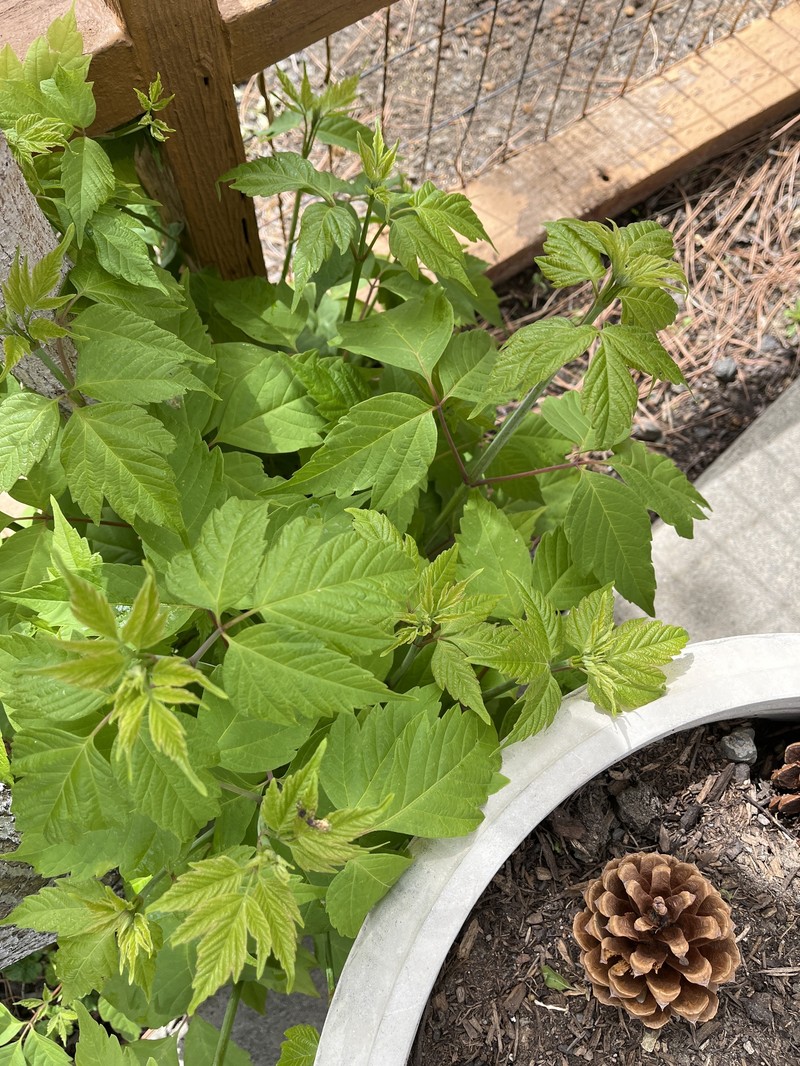 Acer negundo var. arizonicum photo 2