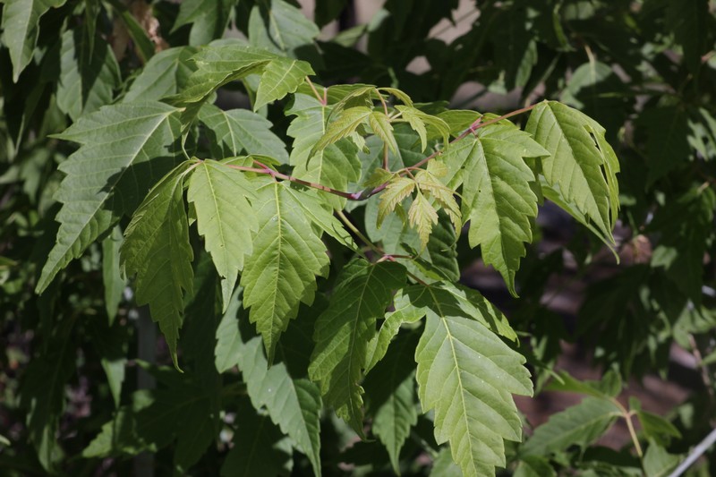 Acer negundo var. arizonicum photo 3