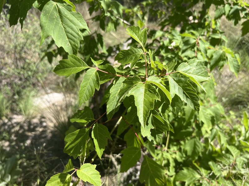 Acer negundo var. arizonicum photo 4