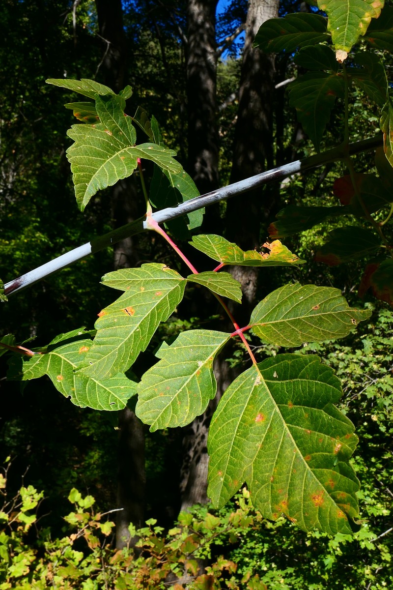 Acer negundo var. arizonicum photo 5
