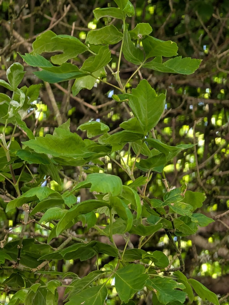 Acer negundo var. californicum