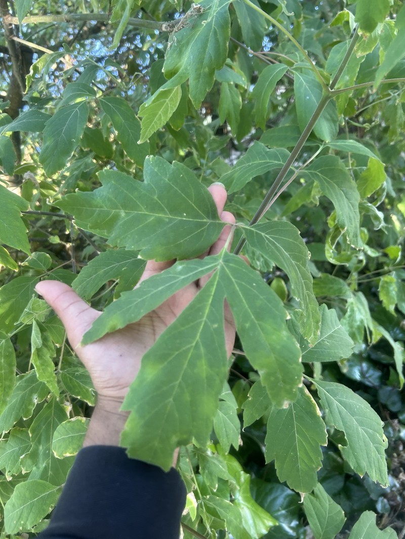 Acer negundo var. californicum photo 2