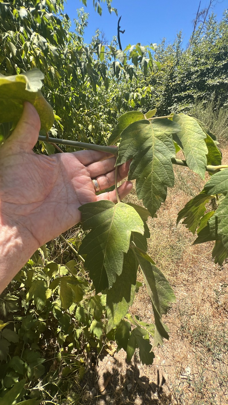 Acer negundo var. californicum photo 3