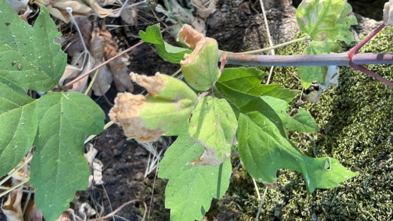 Acer negundo var. californicum photo 4