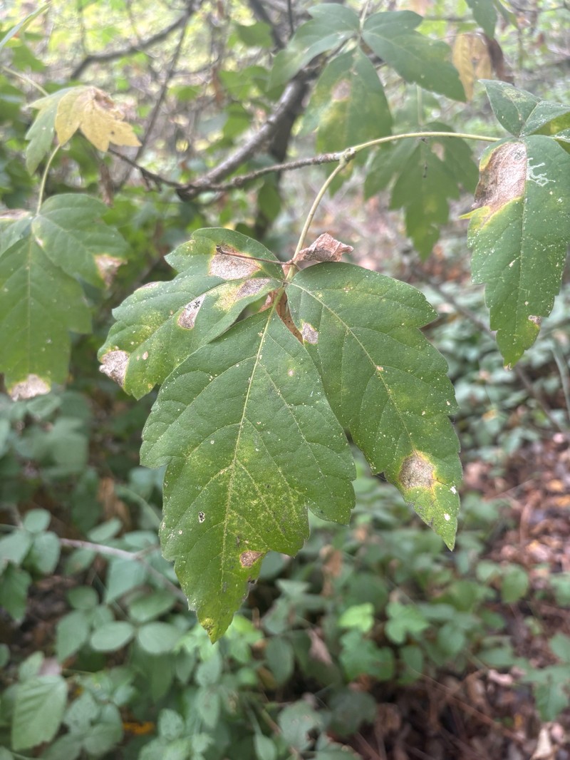 Acer negundo var. californicum photo 5