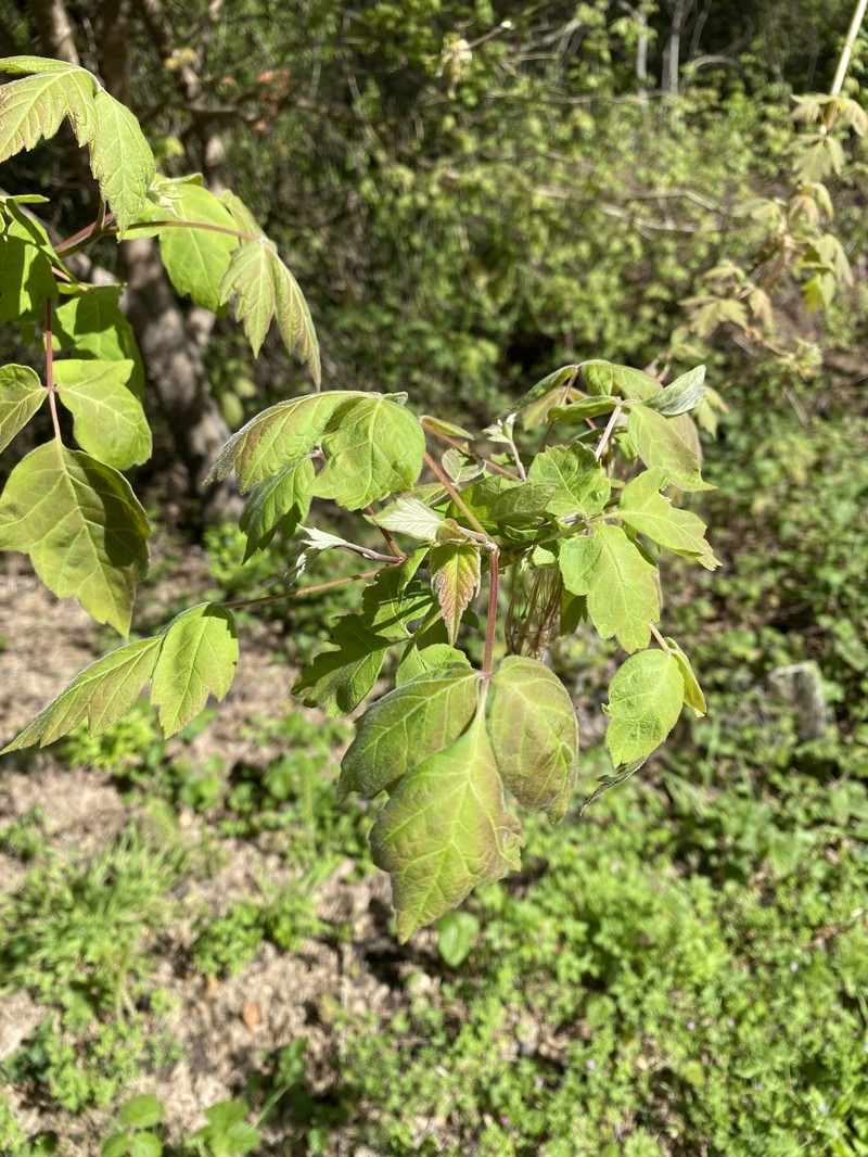 Acer negundo var. californicum photo 6