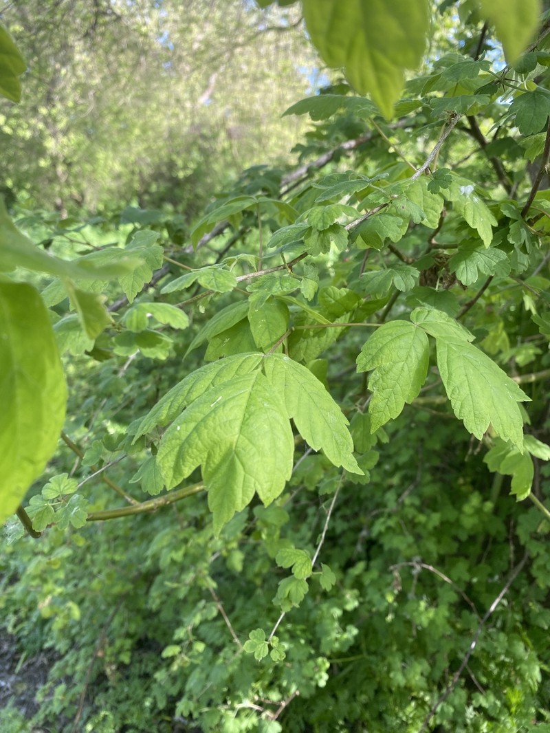Acer negundo var. californicum photo 7