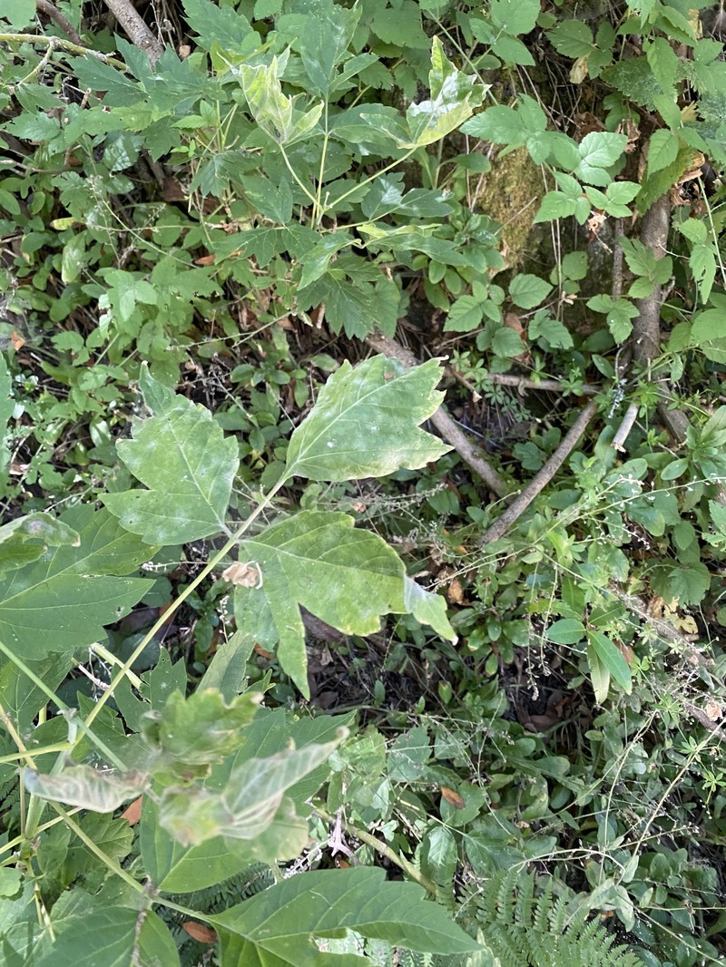 Acer negundo var. californicum photo 8