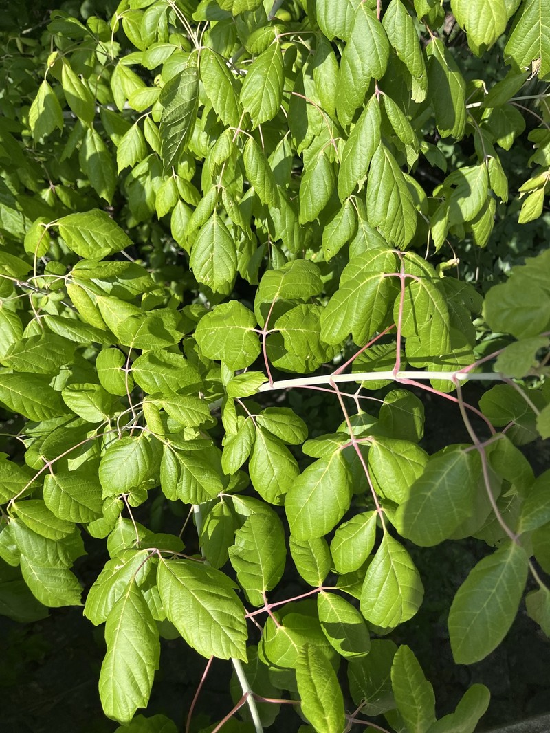 Acer negundo var. texanum