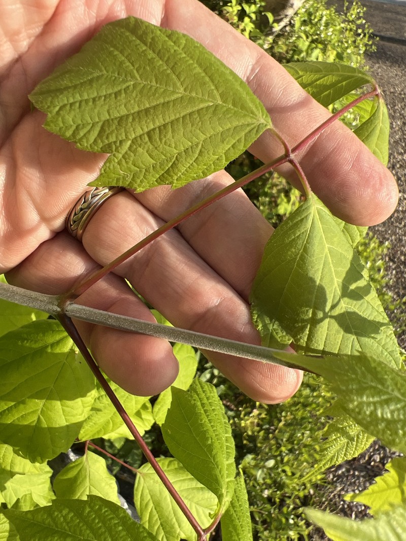 Acer negundo var. texanum photo 2