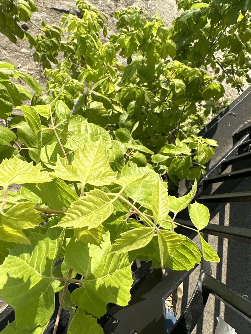Acer negundo var. texanum photo 3