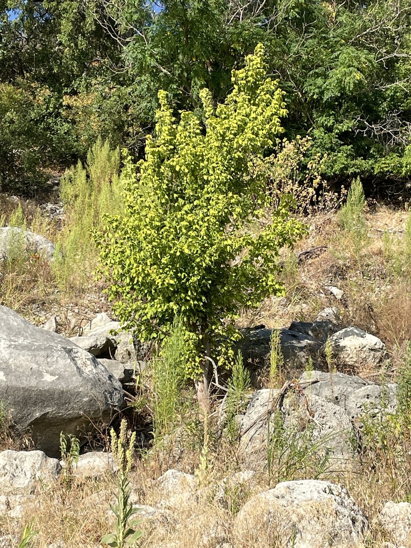 Acer negundo var. texanum photo 4
