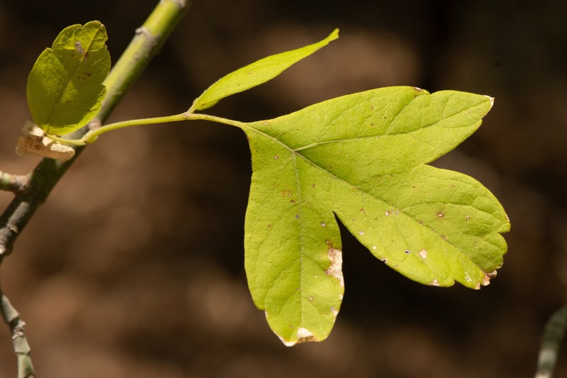 Acer negundo var. texanum photo 5