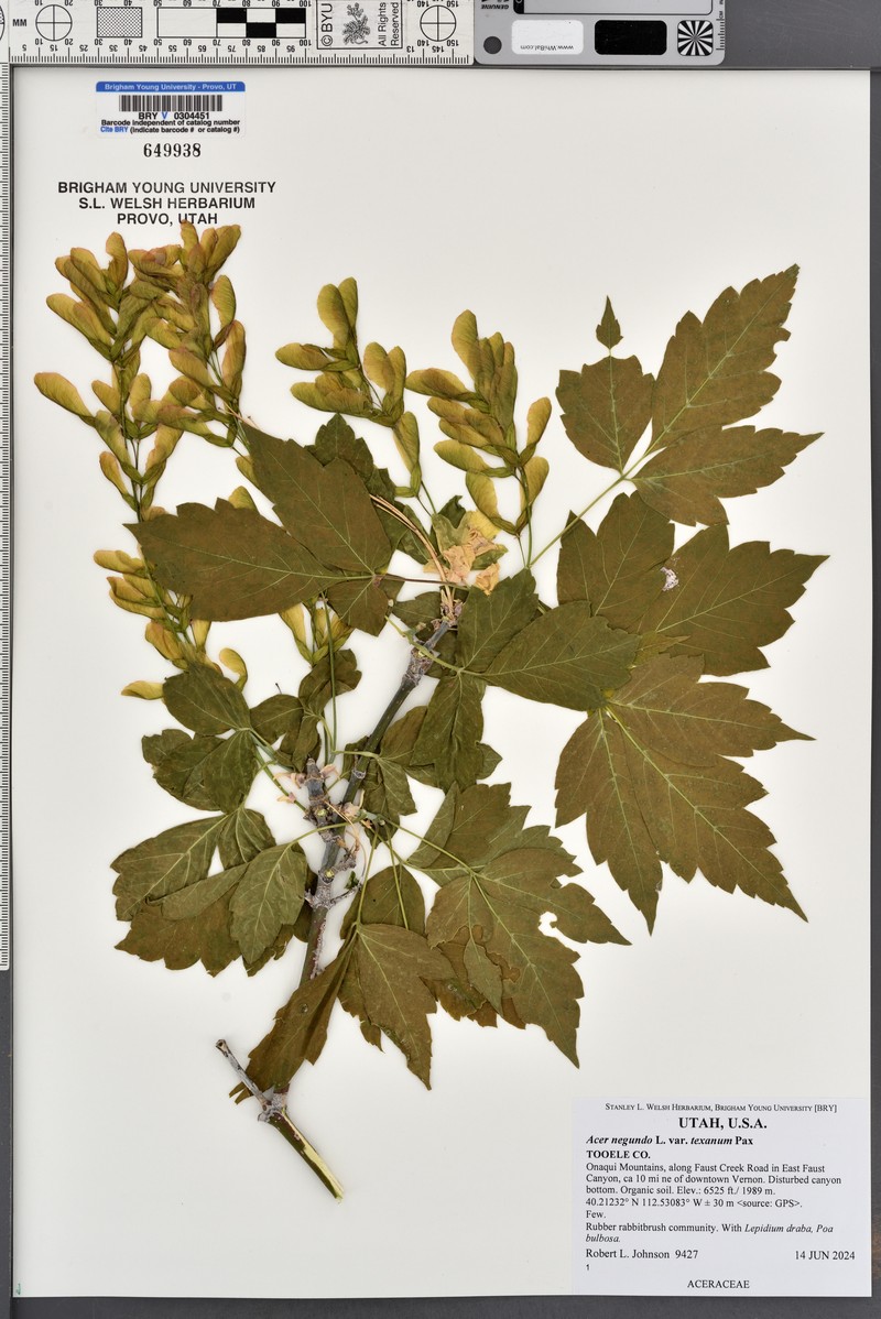 Acer negundo var. texanum photo 7
