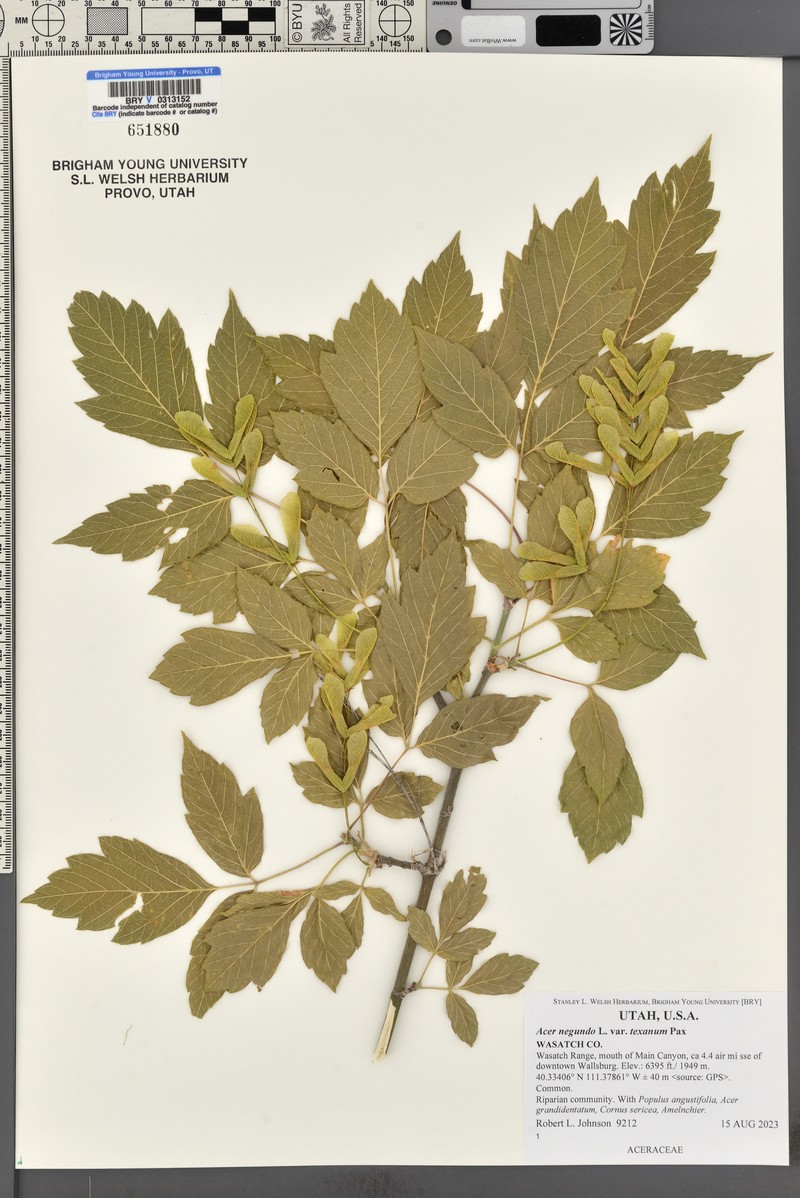 Acer negundo var. texanum photo 8