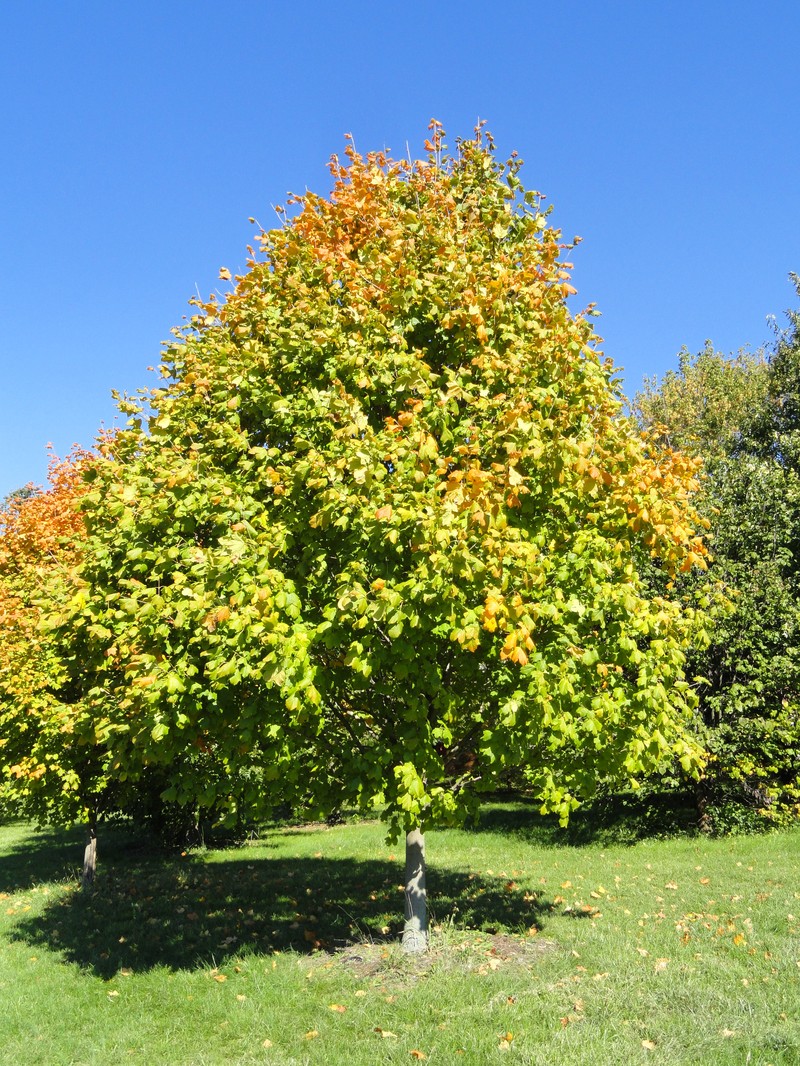 Black Maple