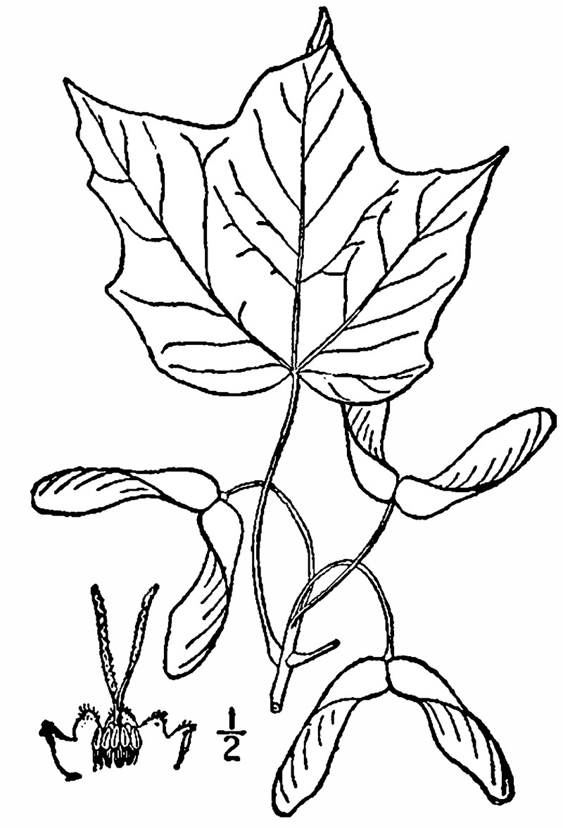 Black Maple photo 2
