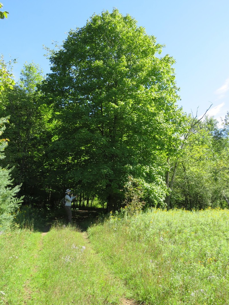 Black Maple photo 3