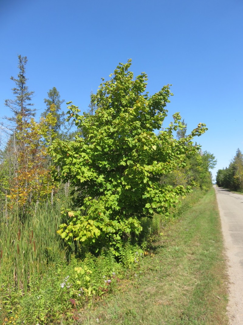 Black Maple photo 4