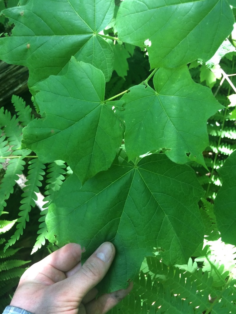 Black Maple photo 5