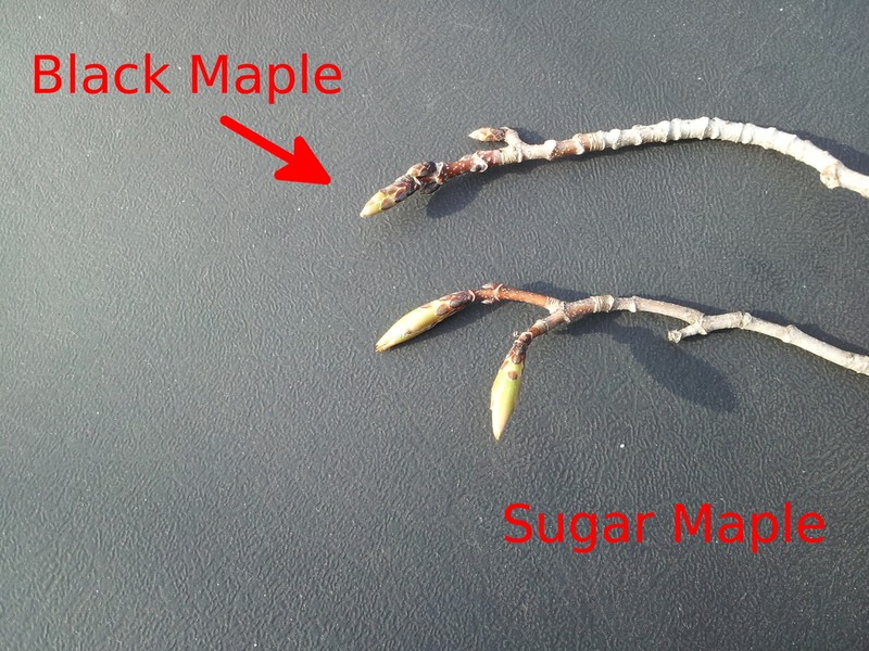 Black Maple photo 6