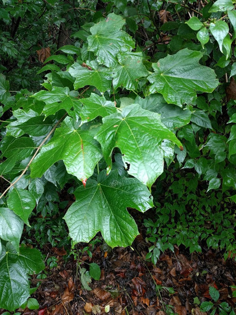 Black Maple photo 7