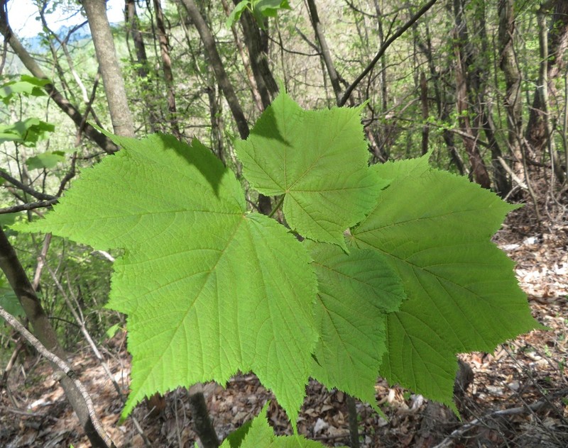 Acer nipponicum photo 2