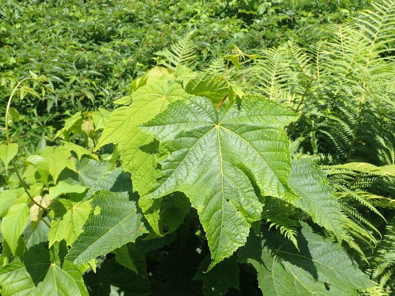 Acer nipponicum photo 3
