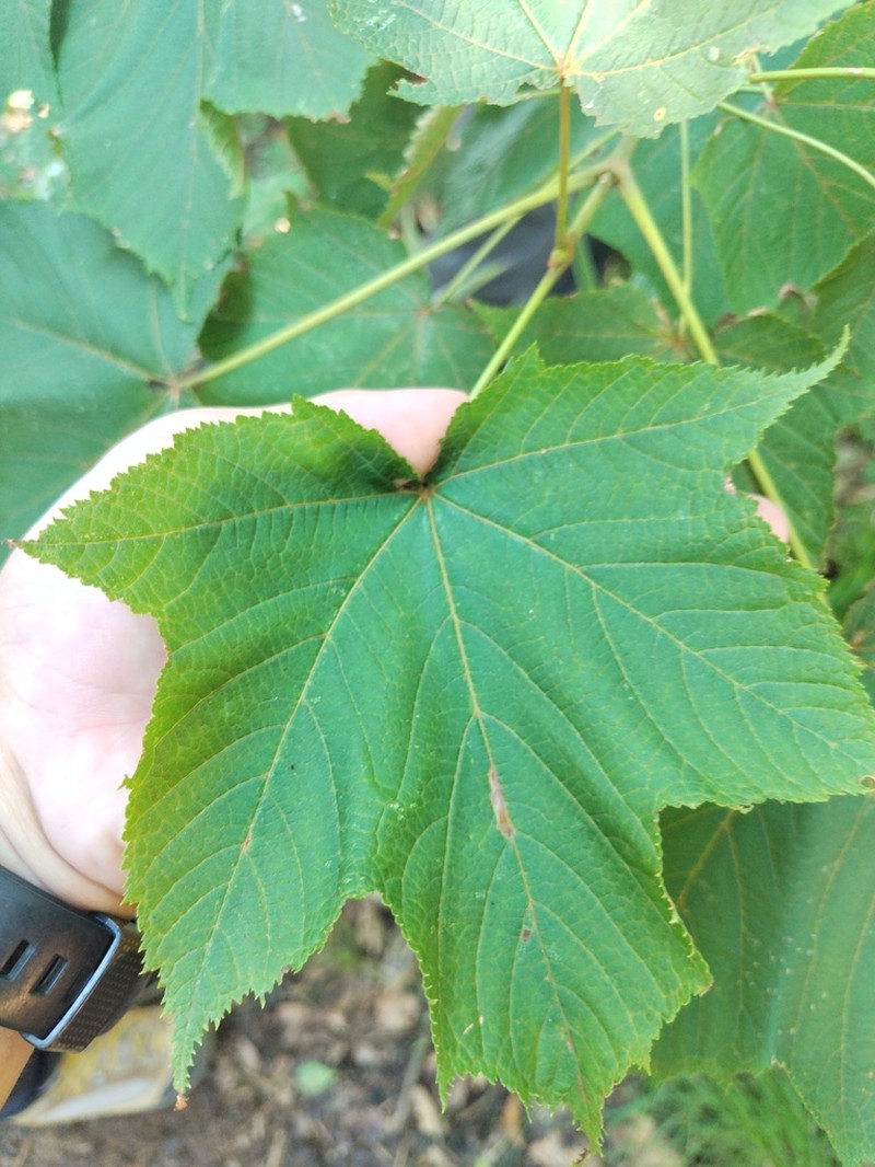 Acer nipponicum photo 4