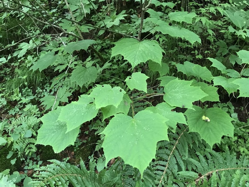 Acer nipponicum photo 5
