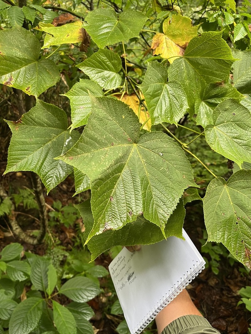 Acer nipponicum photo 6