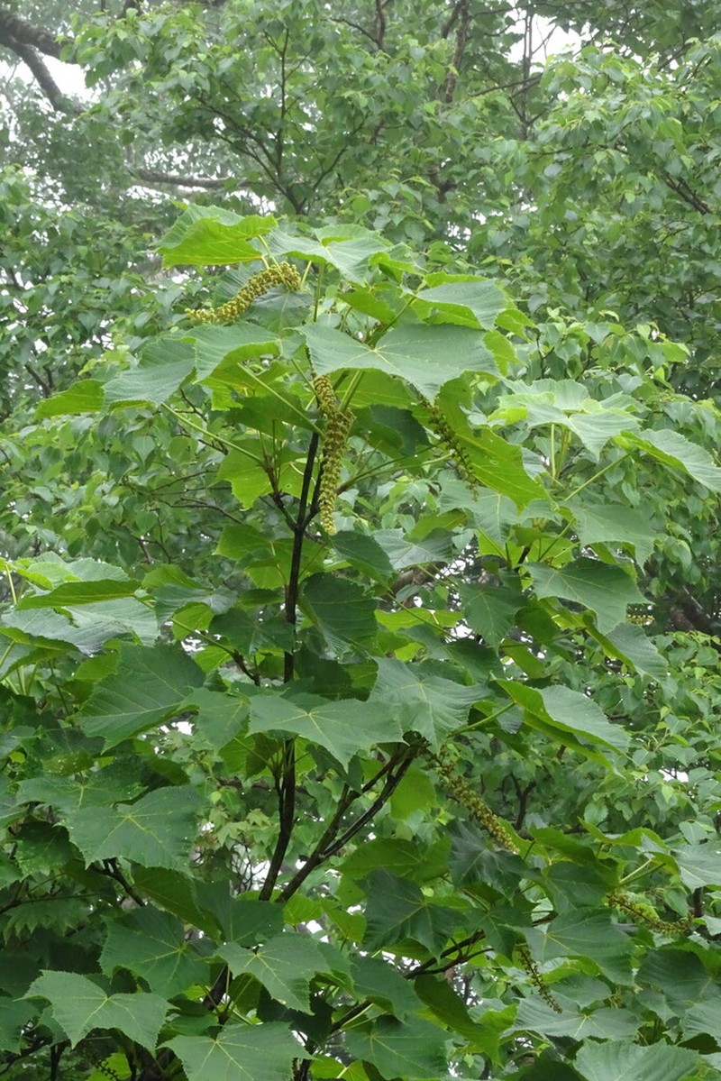 Acer nipponicum photo 7