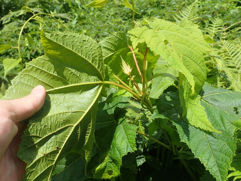 Acer nipponicum photo 8