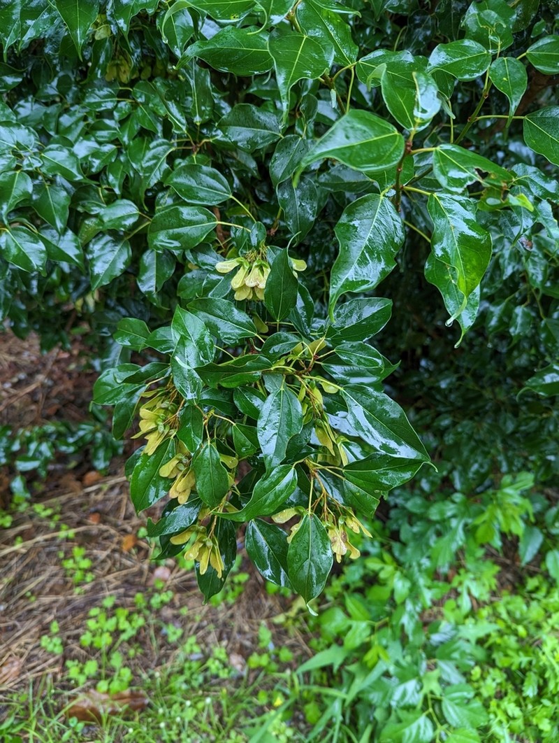 Acer oblongum photo 2