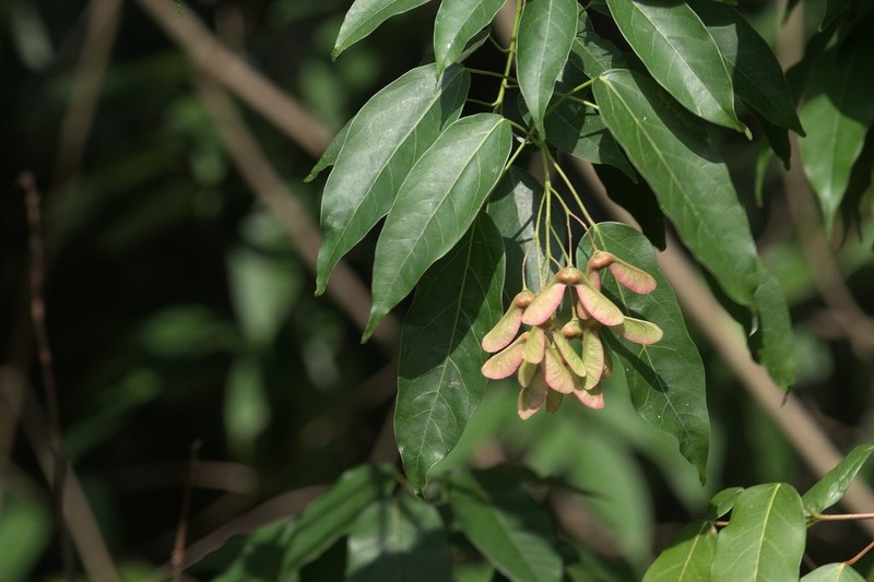 Acer oblongum photo 3
