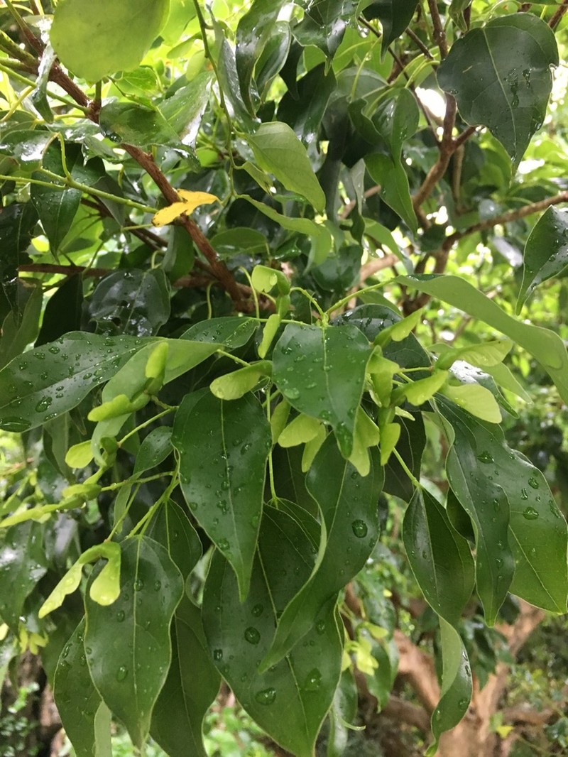 Acer oblongum photo 4