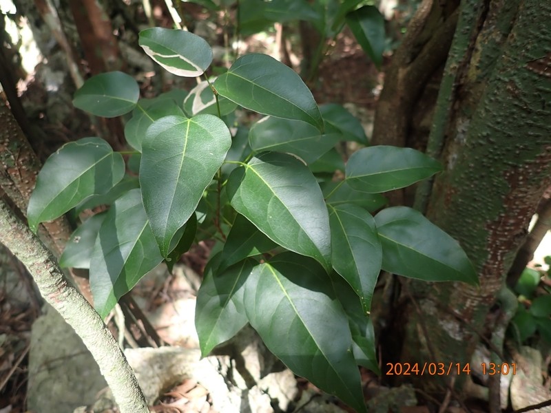 Acer oblongum photo 6